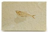 Bargain, Fossil Fish (Diplomystus) - Wyoming #320188-1